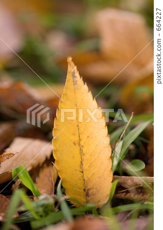 Fallen leaves  664227