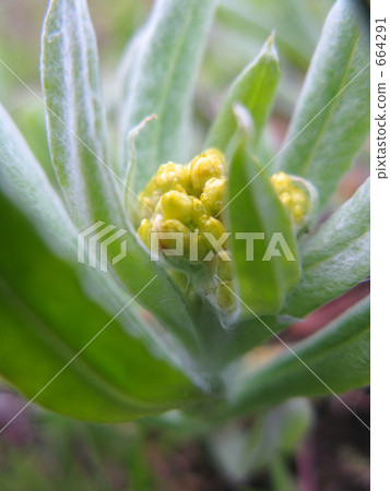 我偷看了它。 我偷看了它。 664291