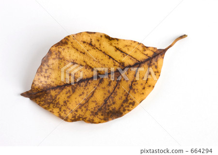 Leaves of yellow leafed Kobushi 664294
