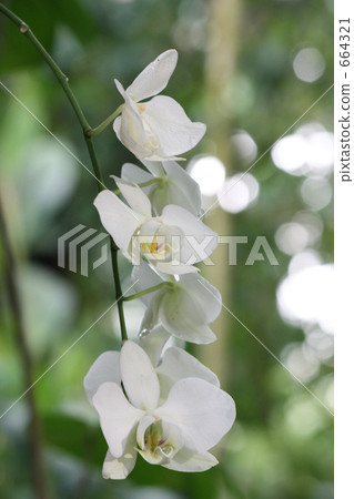 Phalaenopsis orchid in sunbeams through sunlight 664321
