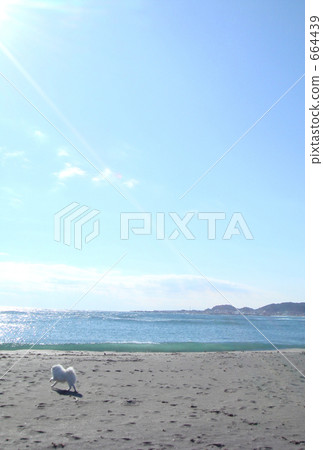 天空,大海和狗 天空,大海和狗 664439