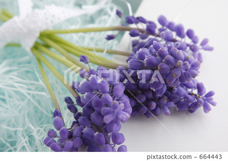 Purple flower gift 664443