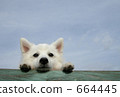 Sky and dog 664445