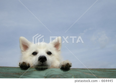 Sky and dog 664445