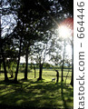 Green 664446