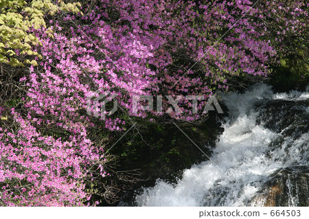 Azalea in Togo 664503