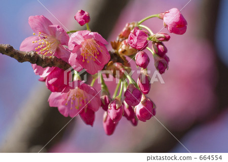 Yokohama Scarlet Cherry at Yokohama Park 664554