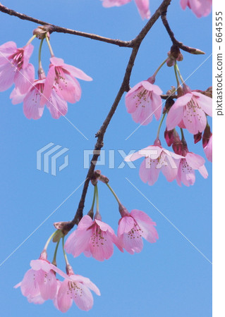 Sakura (Princess) 1 664555