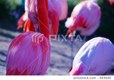 Behind the flamingo Behind the flamingo 664680