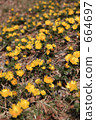 Fukuwakusa grown 664697