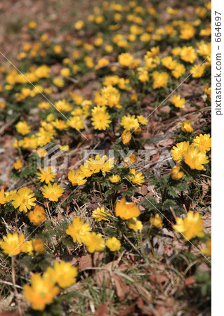Fukuwakusa grown 664697