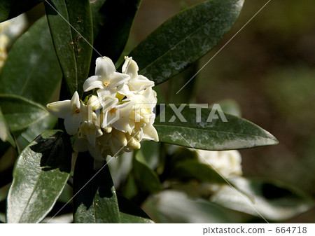 White-tailed ginkgo 664718