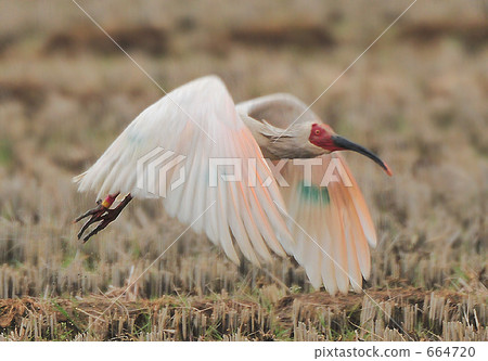 Flight of Tokido 664720
