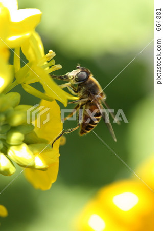Bee harvesing to rape blossoms 664881
