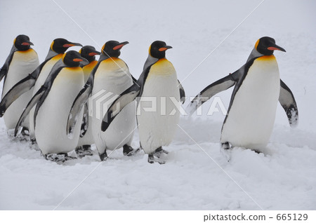 Asahiyama動物園的企鵝 665129