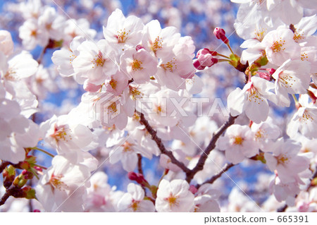 Soy Yoshino cherry tree zoom Soy Yoshino cherry tree zoom 665391