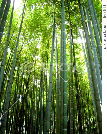 bamboo grove, bamboo thicket, bamboo 665611