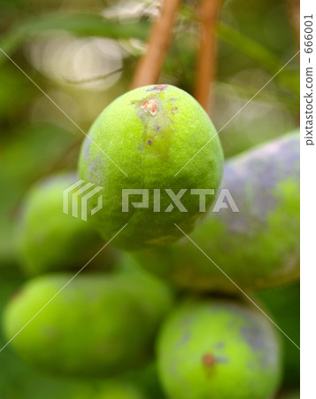 The blue fruit of Akebi 666001