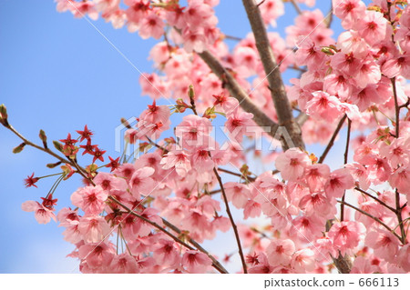 cherry blossom, cherry tree, clear 666113