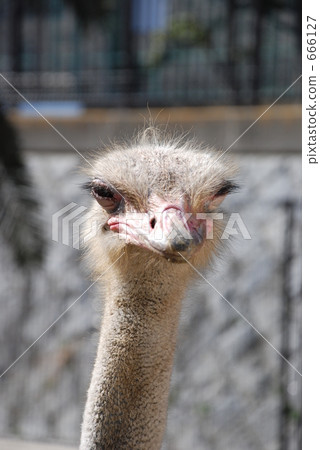 ostrich, ostriches, gray 666127