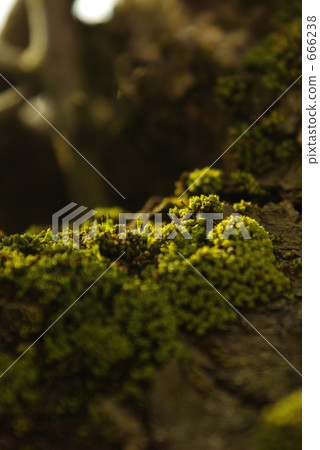 苔蘚發芽 666238