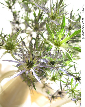 eryngium, bloom, blossom 666282