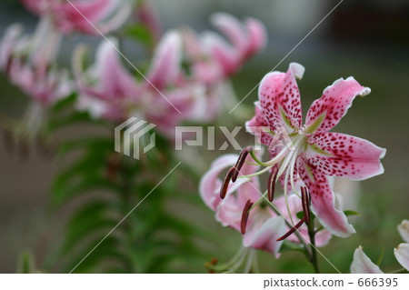 Kanoko Yuri 2 666395