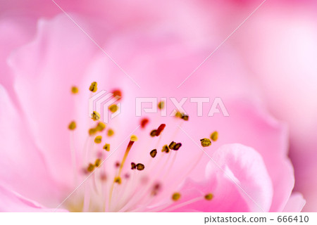 color of flower color of flower 666410