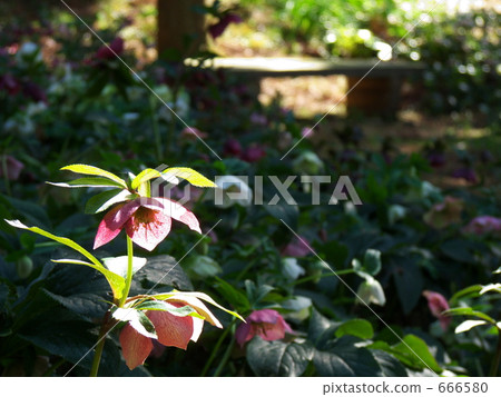 集體Helebollus Orientalis 集體Helebollus Orientalis 666580