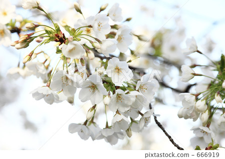 Ueno Shinobazuke Oshima cherry tree 666919
