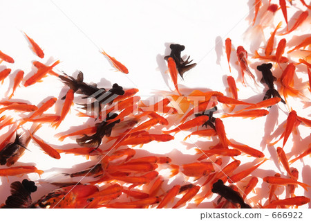 Goldfish (sideways) 666922