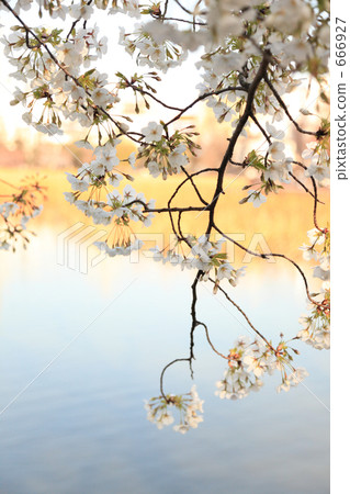 Oshima cherry tree that shines on the lake surface 666927