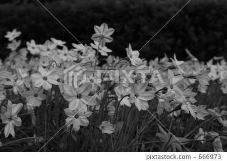 Flower face 666973