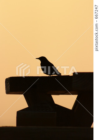 日落和一隻鳥1 日落和一隻鳥1 667247