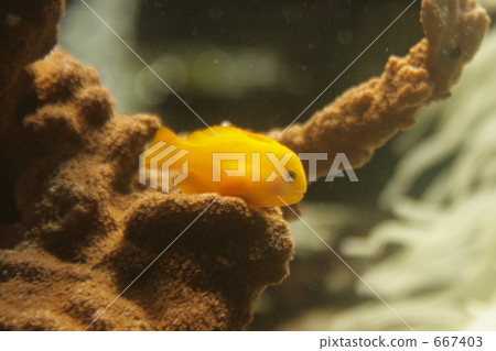 Kiro coral goby in aquarium 667403