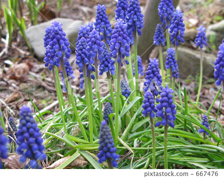 Muskari blooming in the flower bed 667476