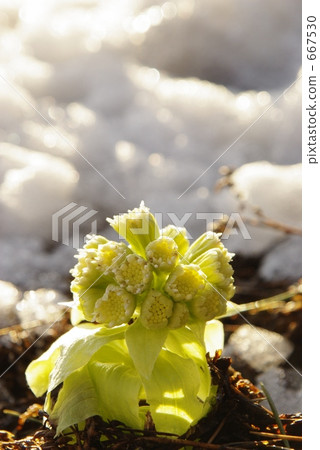 Backyard Spring Backyard Spring 667530