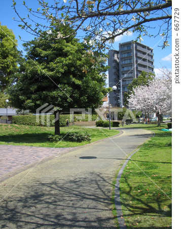 Shirakawa park of spring blossoming spring 667729