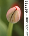 鬱金香的芽 667756