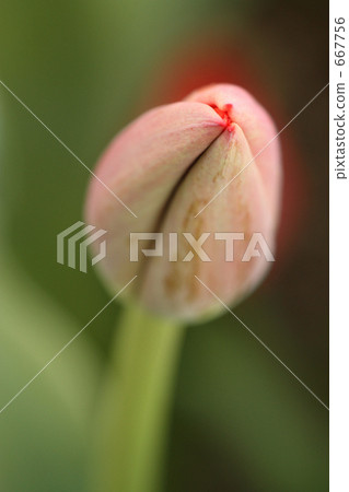 鬱金香的芽 667756