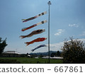 carp streamer 667861