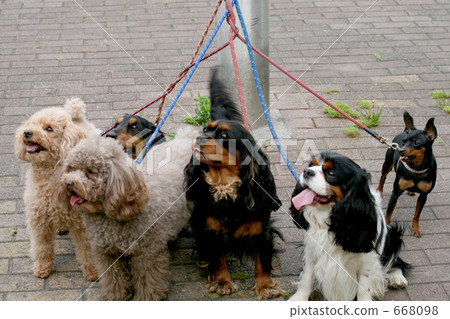 pet dog, dog, dogs 668098
