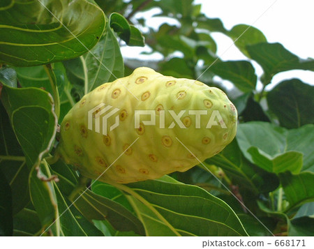 Tropical fruit noni 668171