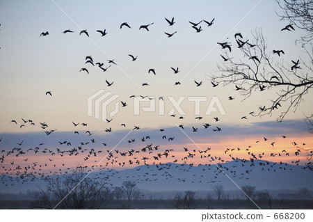 A flock of magan that fly in the morning glow 668200