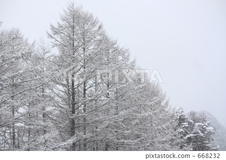 Snow and larch 668232