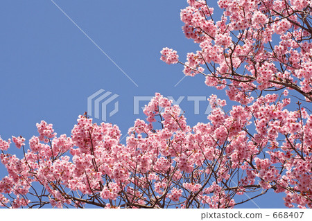 Cherry blossoms in full bloom Sakura and sky Cherry blossoms in full bloom Sakura and sky 668407