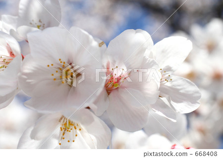 Cherry blossoms Cherry blossoms 668408