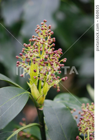 Mine Numata Rice · Spring Aoki · Young Maleidaceae Mine Numata Rice · Spring Aoki · Young Maleidaceae 668635