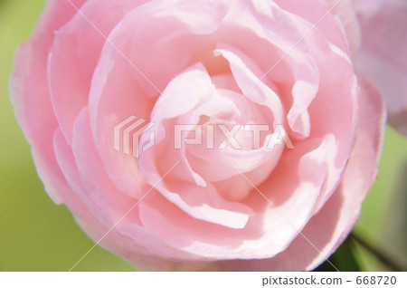 山茶花 日本山茶 花朵 668720