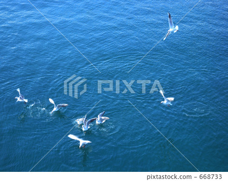 Seagull eating 668733